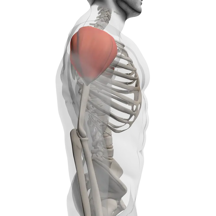 Middle deltoid shown in a transparent anatomical view, highlighting the lateral shoulder muscle responsible for arm abduction