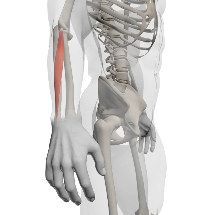 ภาพกายวิภาคแบบโปร่งใสของกล้ามเนื้อ Extensor Digiti Minimi ที่ปลายแขนด้านหลัง แสดงบทบาทในการเหยียดนิ้วก้อยและเสถียรภาพของมือ