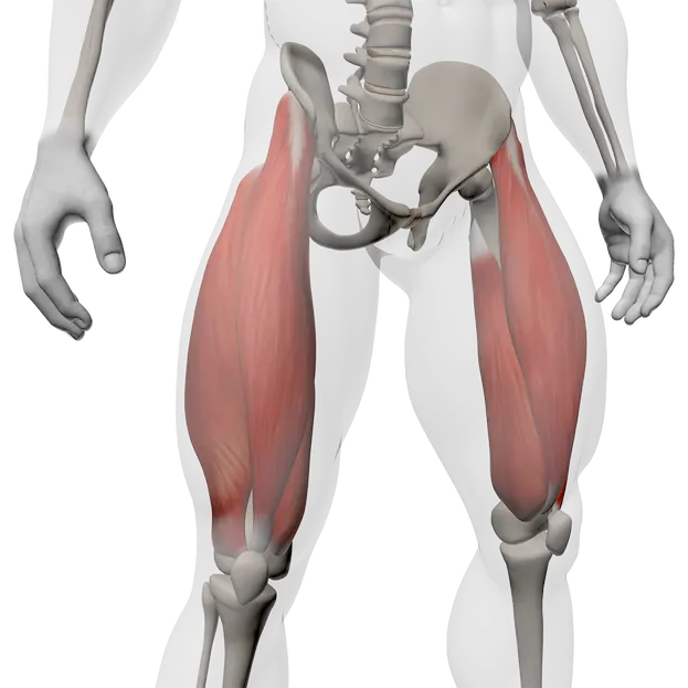กล้ามเนื้อ quadriceps แสดง rectus femoris, vastus lateralis, vastus medialis และ vastus intermedius