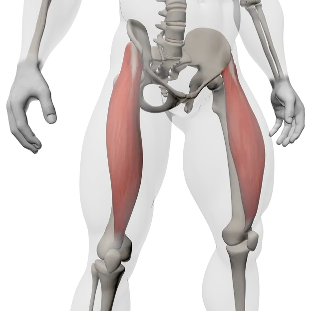 Rectus femoris กล้ามเนื้อต้นขาด้านหน้า เชื่อมระหว่างสะโพกและเข่า มีบทบาทในการเหยียดเข่าและงอสะโพก