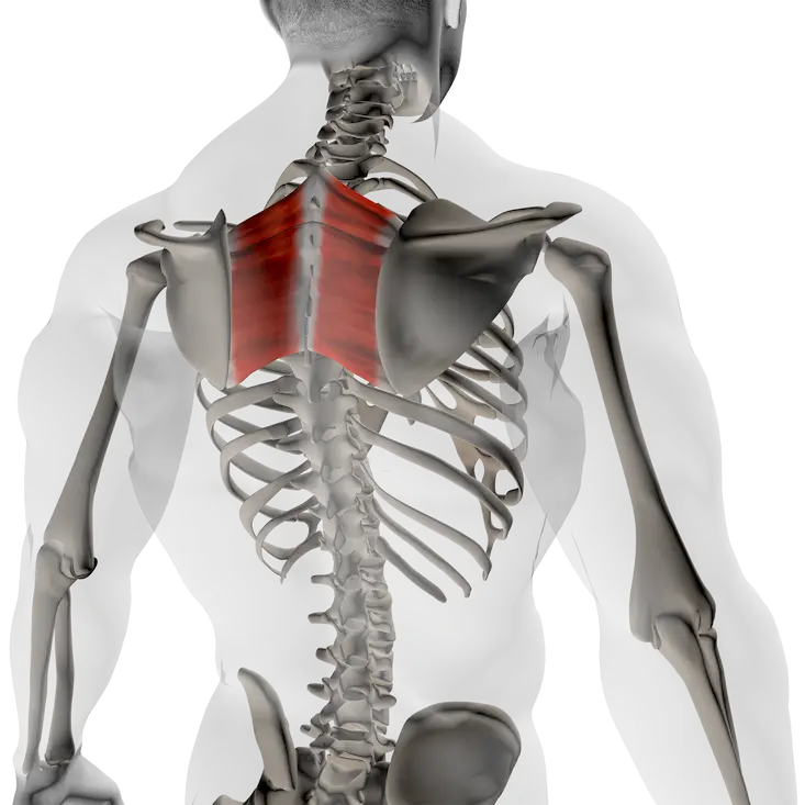 Illustration type radiographie : rhomboïdes (grand et petit) visibles entre la colonne thoracique et le bord médial de l’omoplate, muscles responsables de la rétraction et de la stabilisation scapulaire.