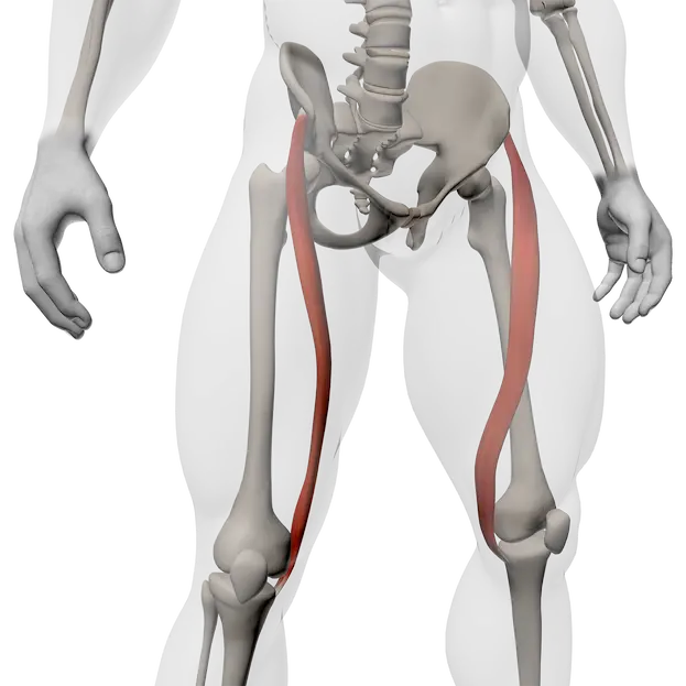 Röntgenachtige anatomische illustratie van de sartorius, zichtbaar als een diagonale spier aan de voorzijde van het bovenbeen van bekken tot binnenzijde van de knie.