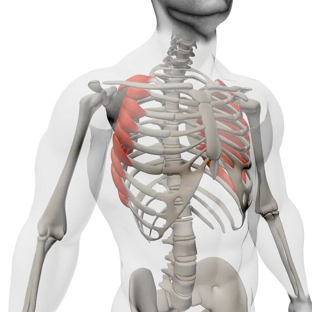 ภาพลักษณะ X-ray แสดงกล้ามเนื้อ serratus anterior สีแดง บริเวณซี่โครง ทำหน้าที่พยุงสะบักให้แนบกับทรวงอก