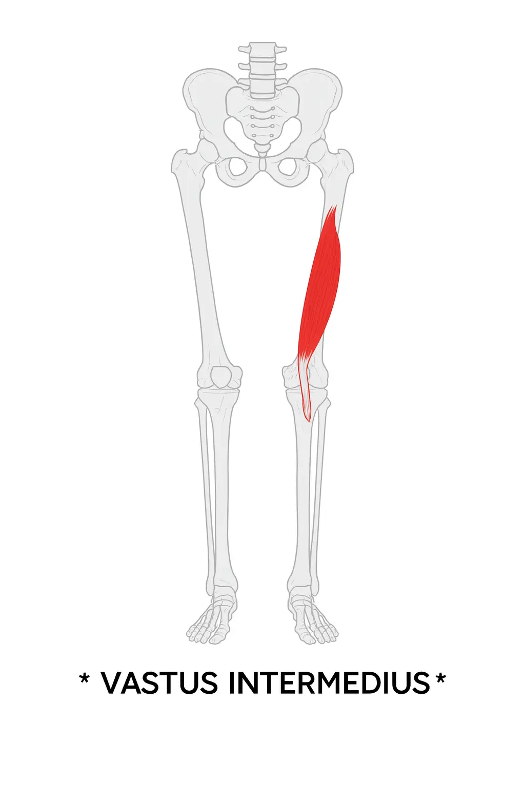 กายวิภาคของ Vastus intermedius กล้ามเนื้อลึกของ quadriceps ที่ทำหน้าที่เหยียดเข่า