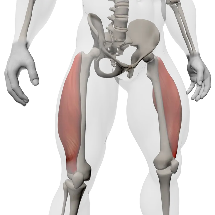 ภาพกายวิภาคของ Vastus Lateralis แสดงตำแหน่งด้านนอกของ quadriceps และบทบาทต่อการเคลื่อนของลูกสะบ้า