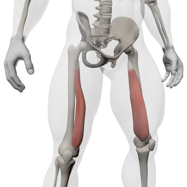 ภาพกายวิภาคของ Vastus Medialis แสดงตำแหน่งด้านในของต้นขาและบทบาทในการควบคุมข้อเข่า