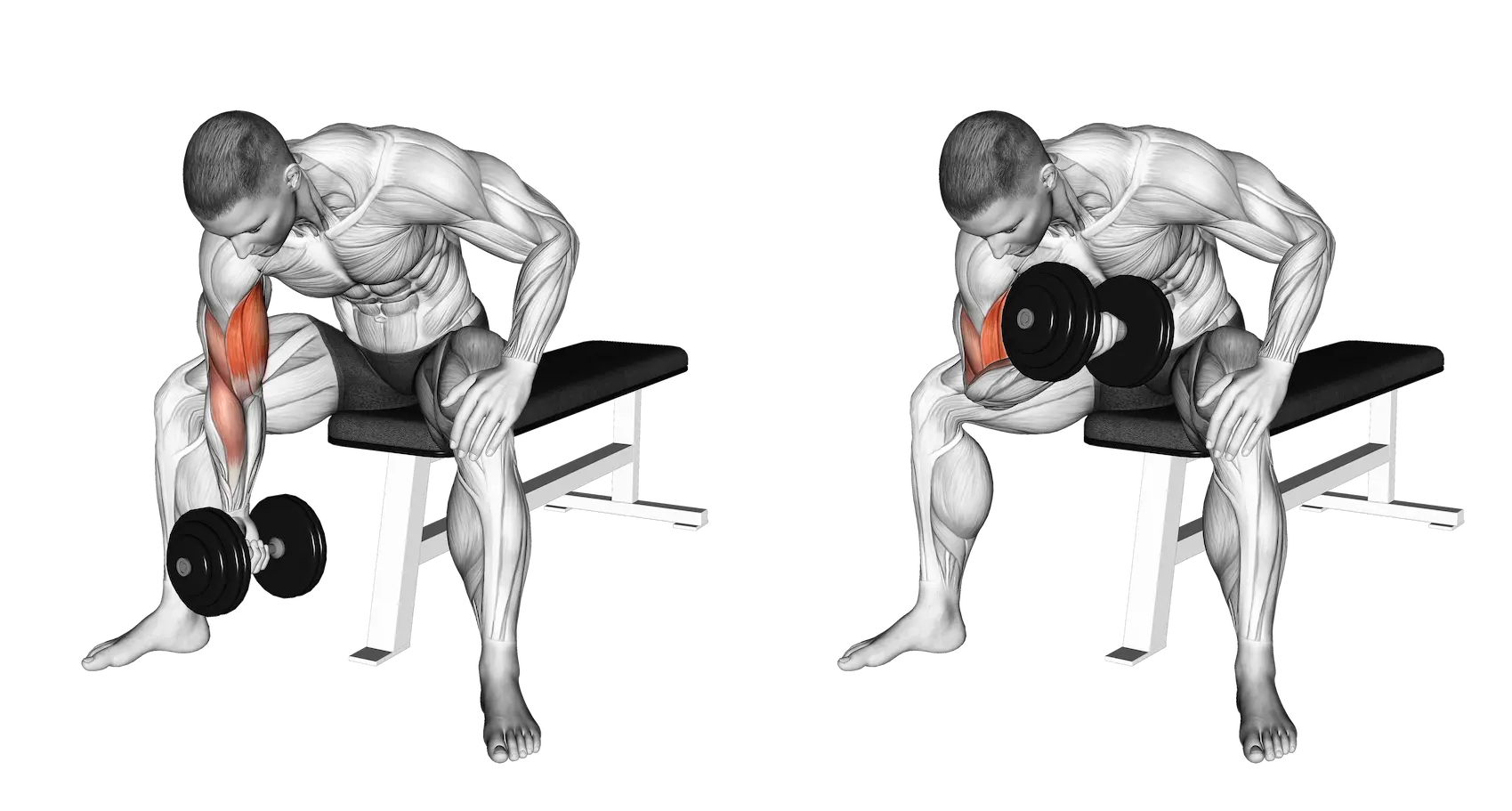 Roterende dumbbell concentration curl — oefeningsfoto