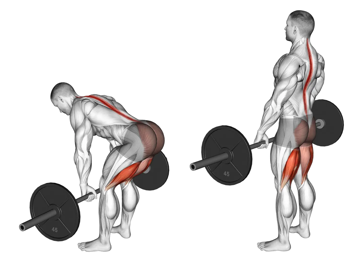 Soulevé De Terre Jambes Tendues – Ischios/fessiers - Bodybuilding ...