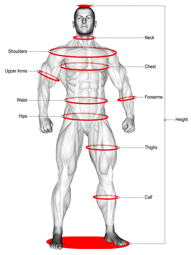 Visualisation anatomique du corps humain montrant la structure musculaire globale pour analyser la morphologie, la répartition musculaire et les zones de travail prioritaires.