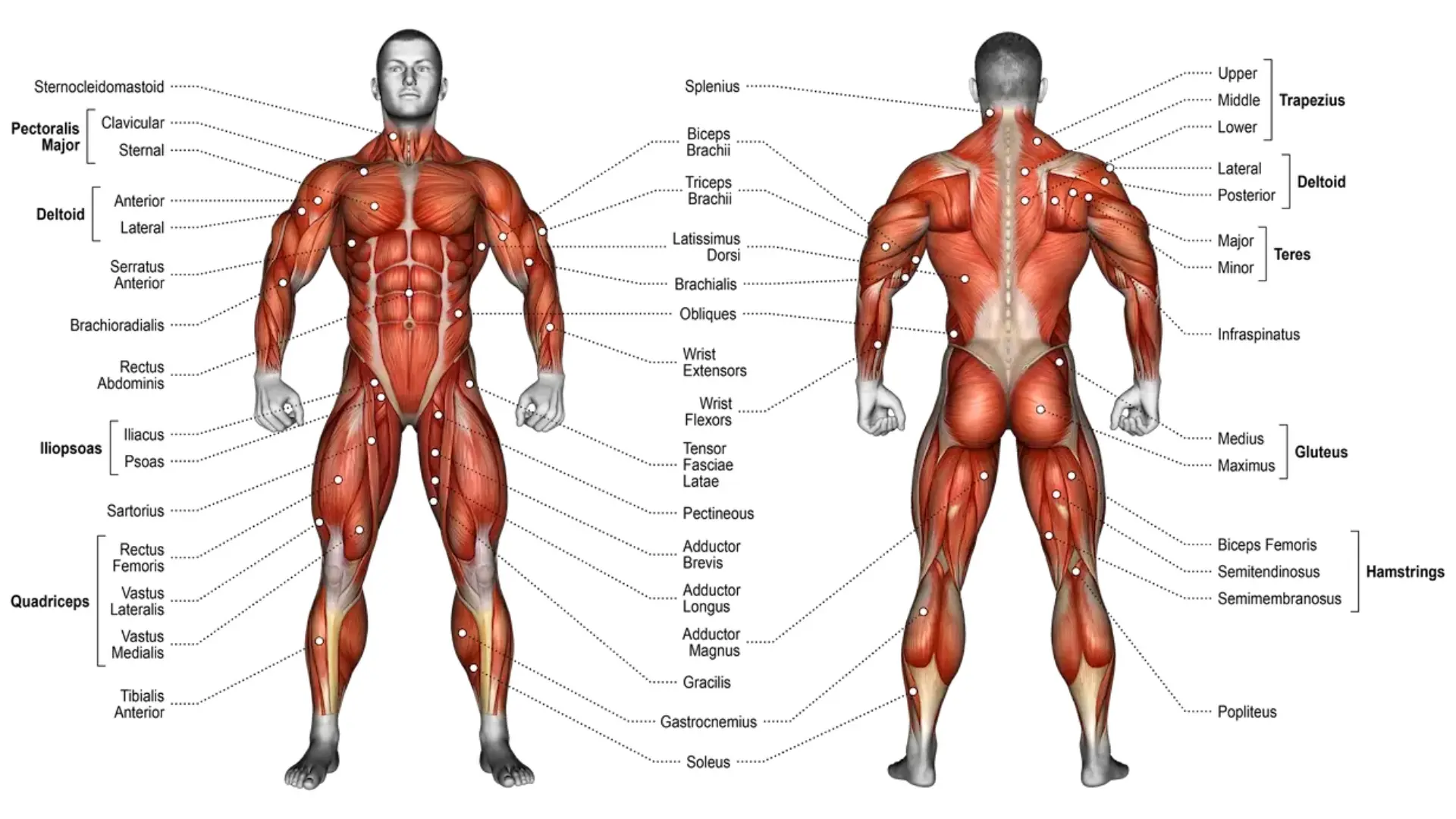 Planche anatomique des muscles — Atlas musculaire DietHelper