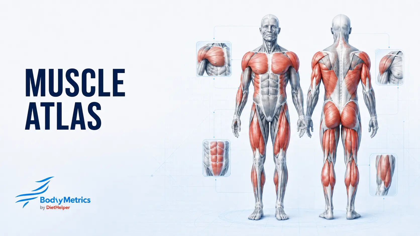 BodyMetrics-spieratlas met voor- en achteraanzicht